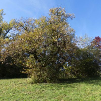 Castagno